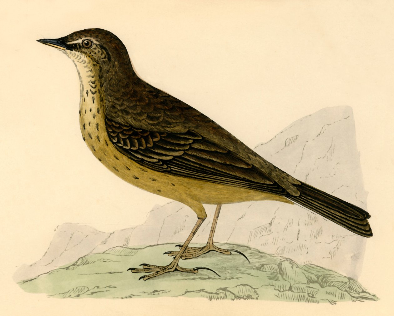 Pipit de roca, finales del siglo XIX de Unbekannt