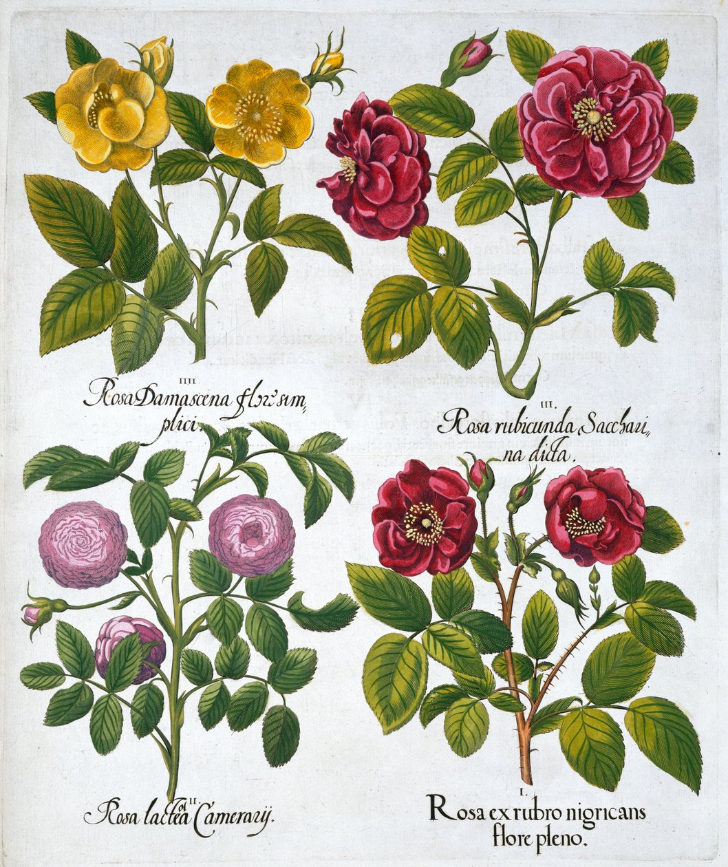 Rosas de Unbekannt