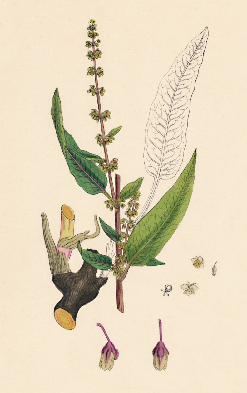 Rumex sanguinens. Acedera de venas rojas, siglo XIX de Unbekannt