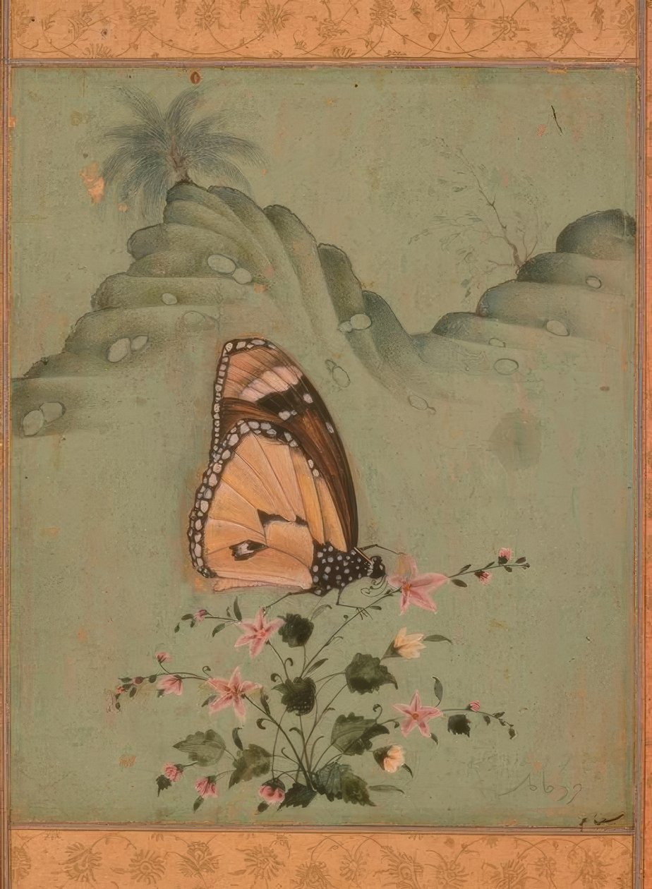Mariposa / Miniatura india / Siglo XVII de Unbekannt