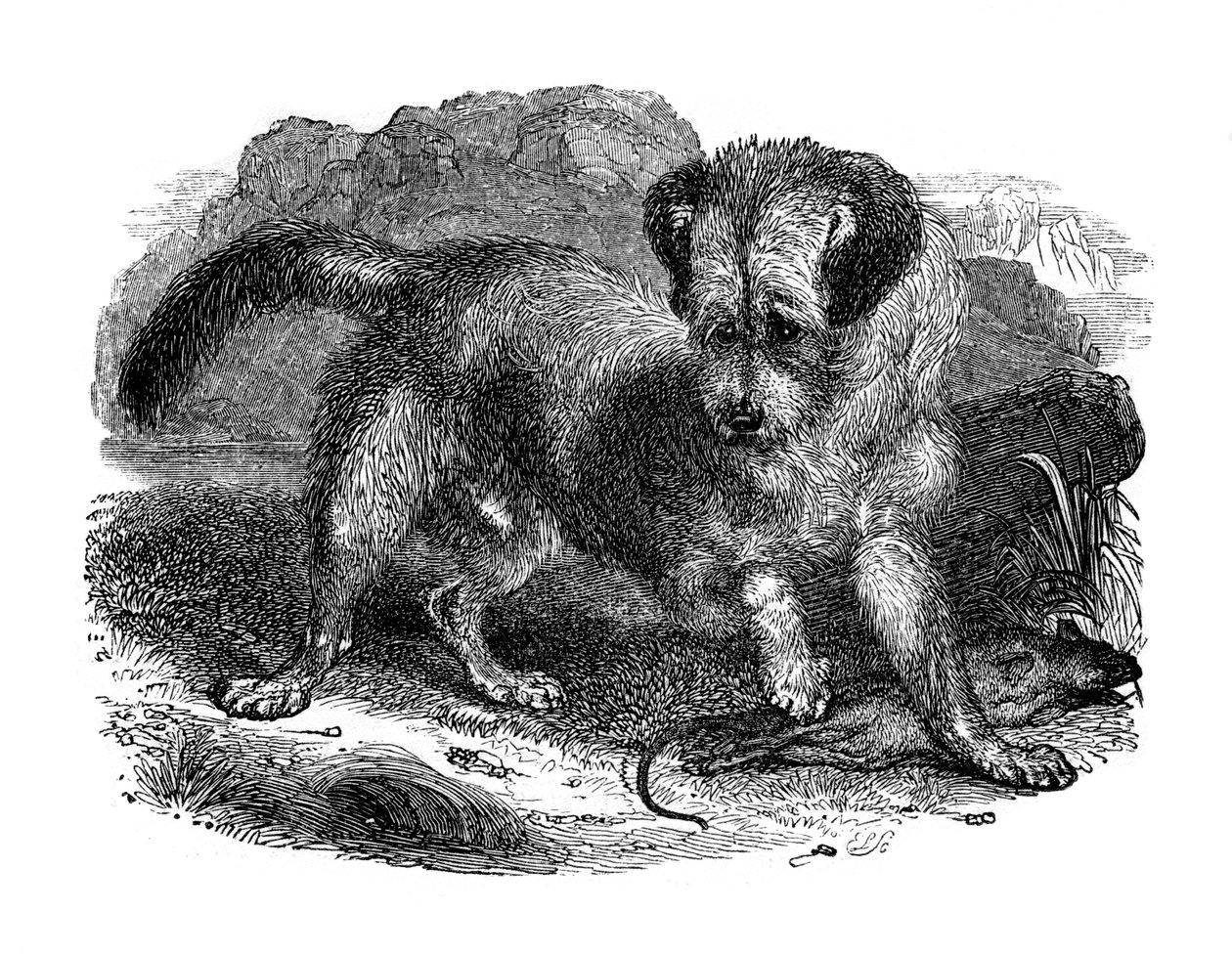 Terrier escocés, 1848 de Unbekannt