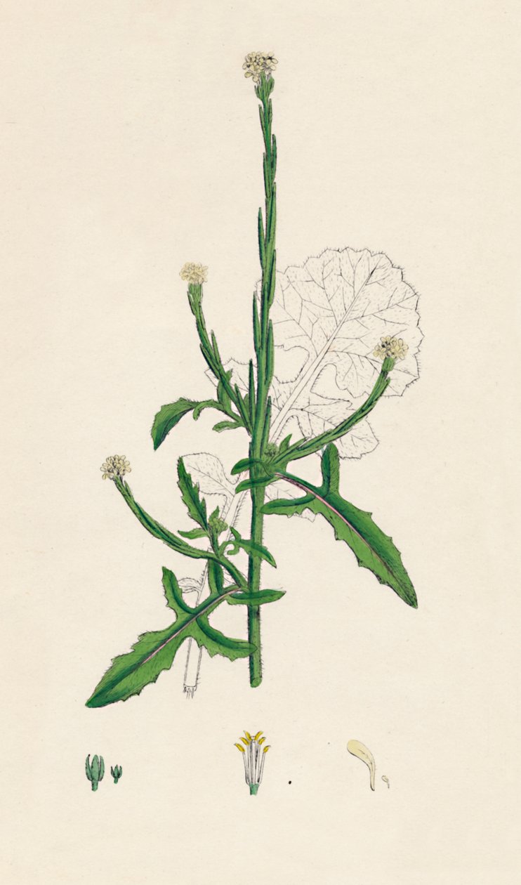 Sisymbrium officinale. Mostaza de seto común, siglo XIX de Unbekannt