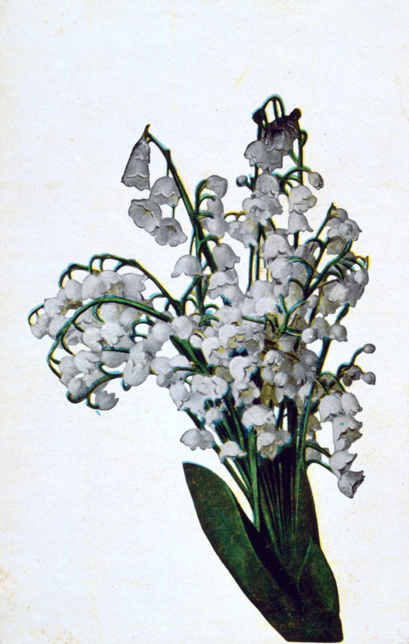 Campanilla de invierno, postal de flores francesa, c1900 de Unbekannt