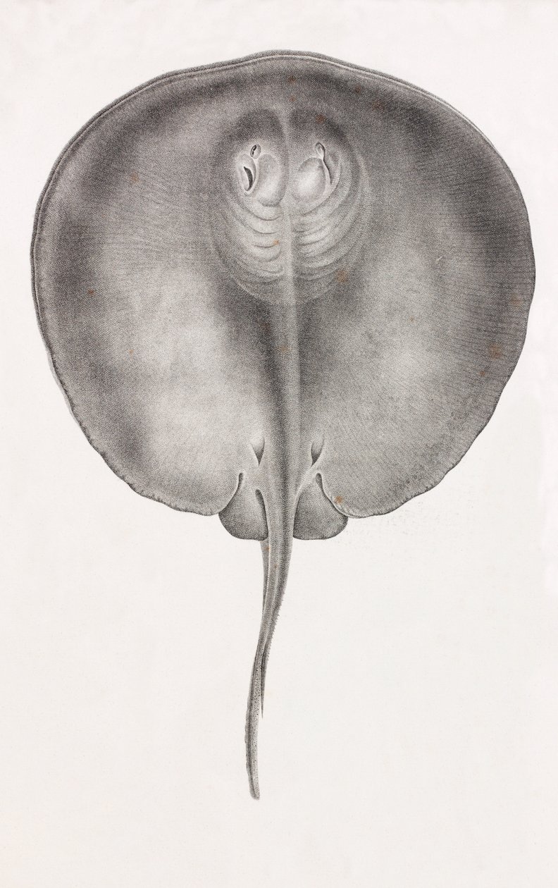 Mantarraya, vista frontal primer plano de Unbekannt