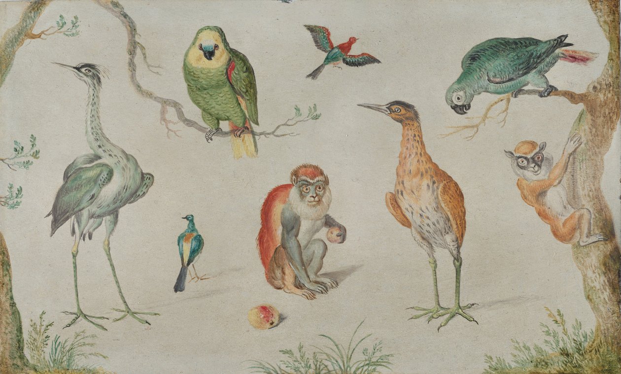 Estudio de aves y monos, 1660-1670 de Unbekannt