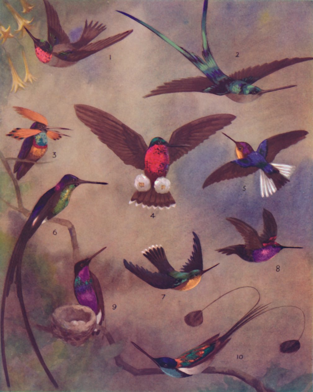 El maravilloso color de los colibríes, 1935 de Unbekannt