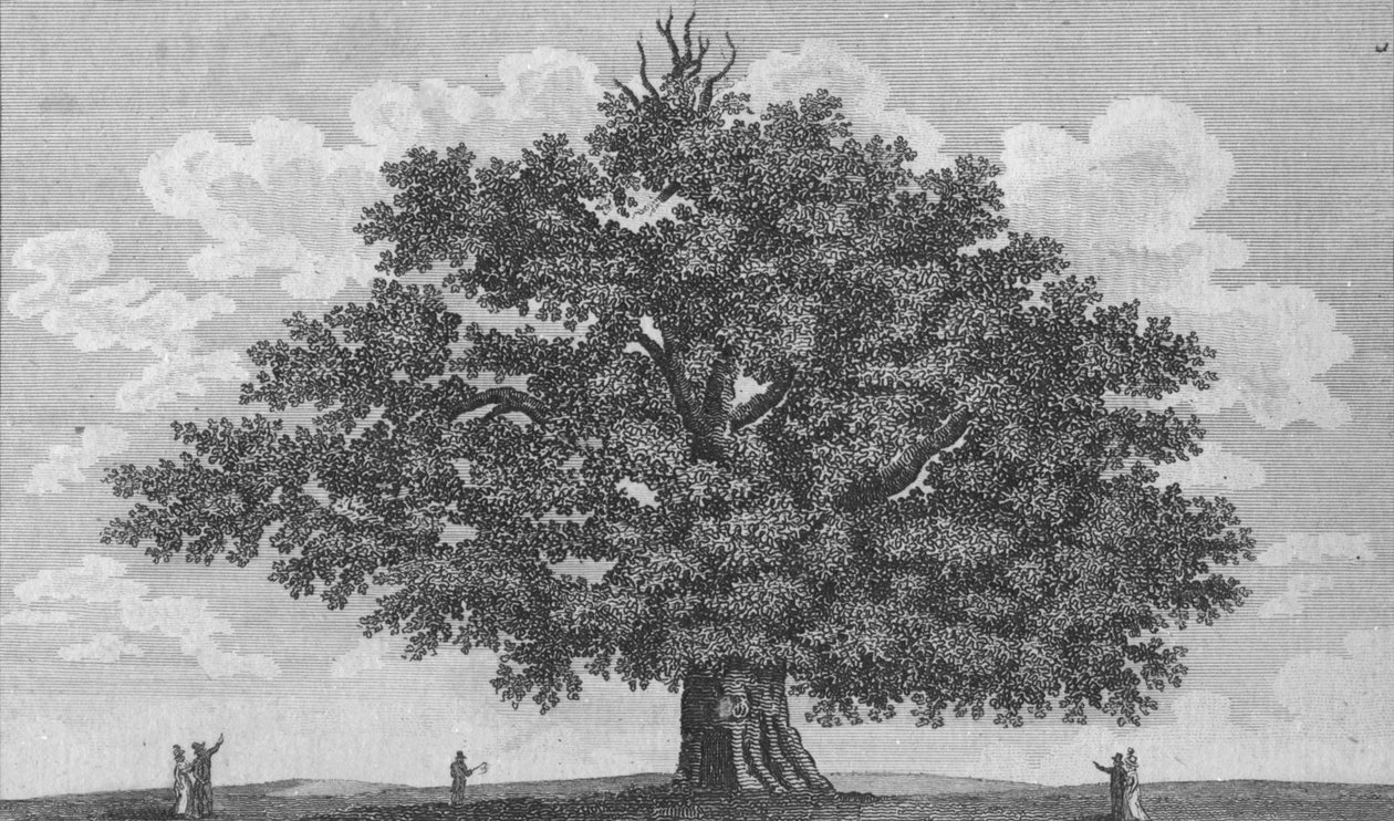 El Roble de Penshurst de Unbekannt