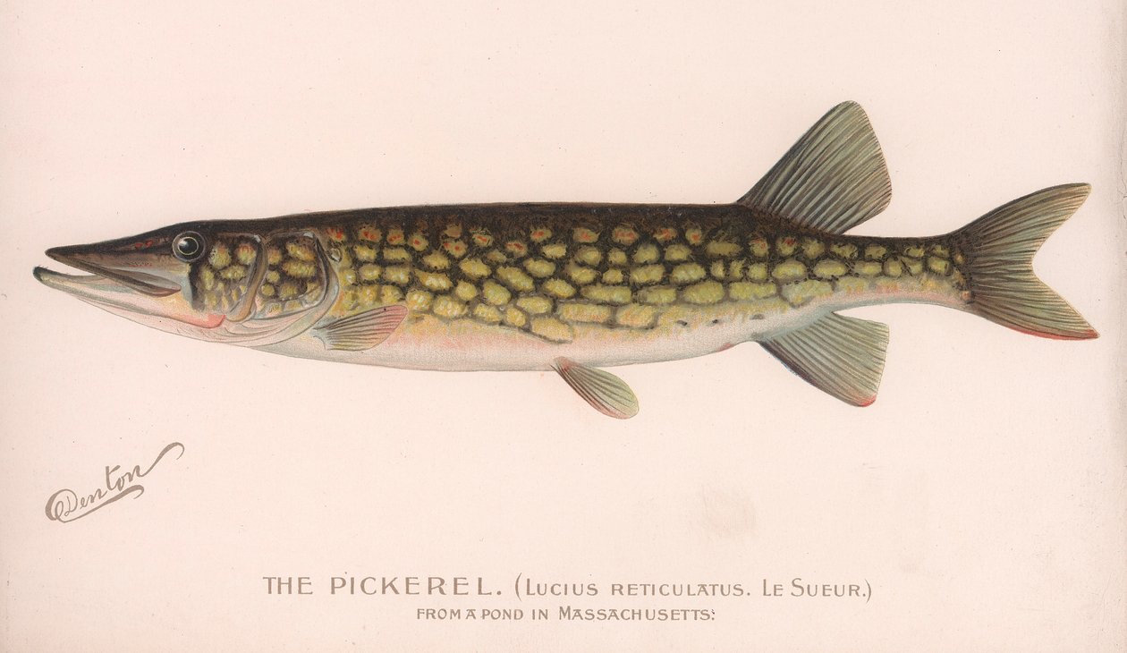 El Lucio Pickerel Lucius Reticulatus. Le Sueur., c.1920s de Unbekannt