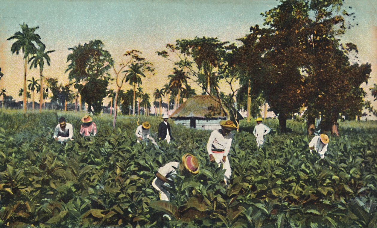 Plantación de tabaco, Cuba, c1920s de Unbekannt