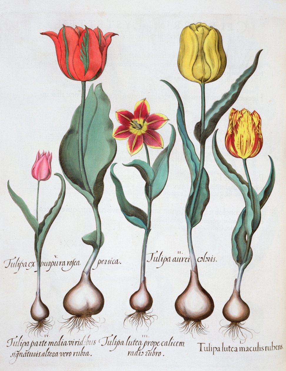 Tulipanes de Unbekannt