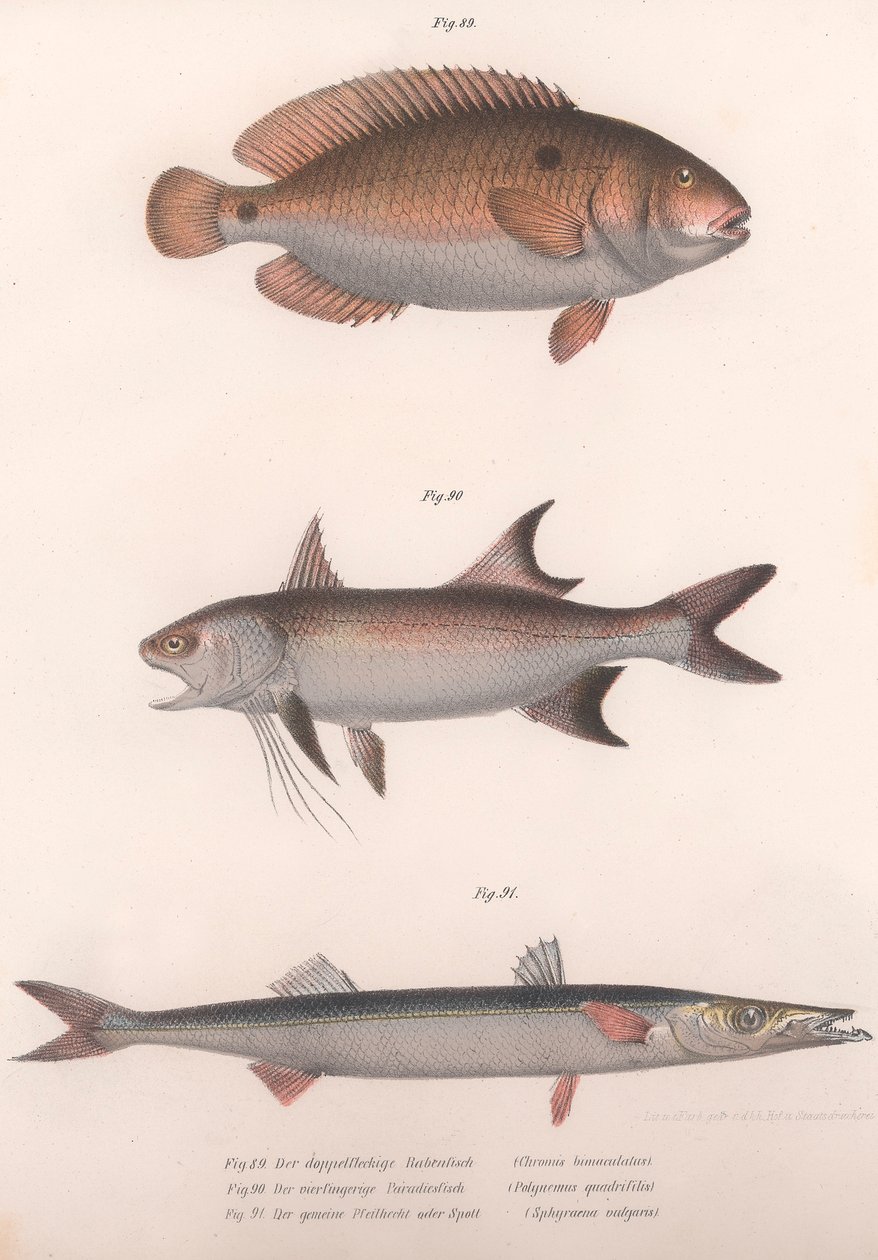 Bimaculus de dos puntos, Redfin africano, Barracuda común, c. 1850s de Unbekannt