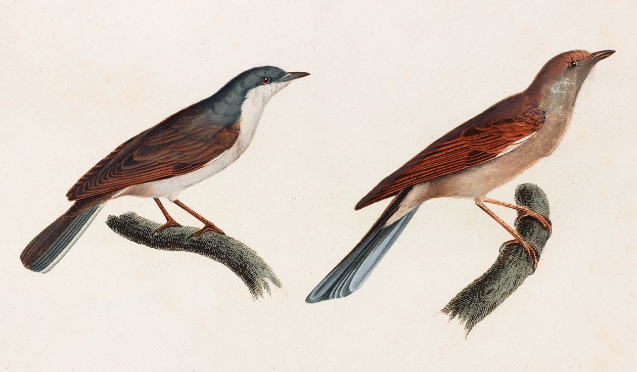 Dos ilustraciones en color de pájaros de Unbekannt