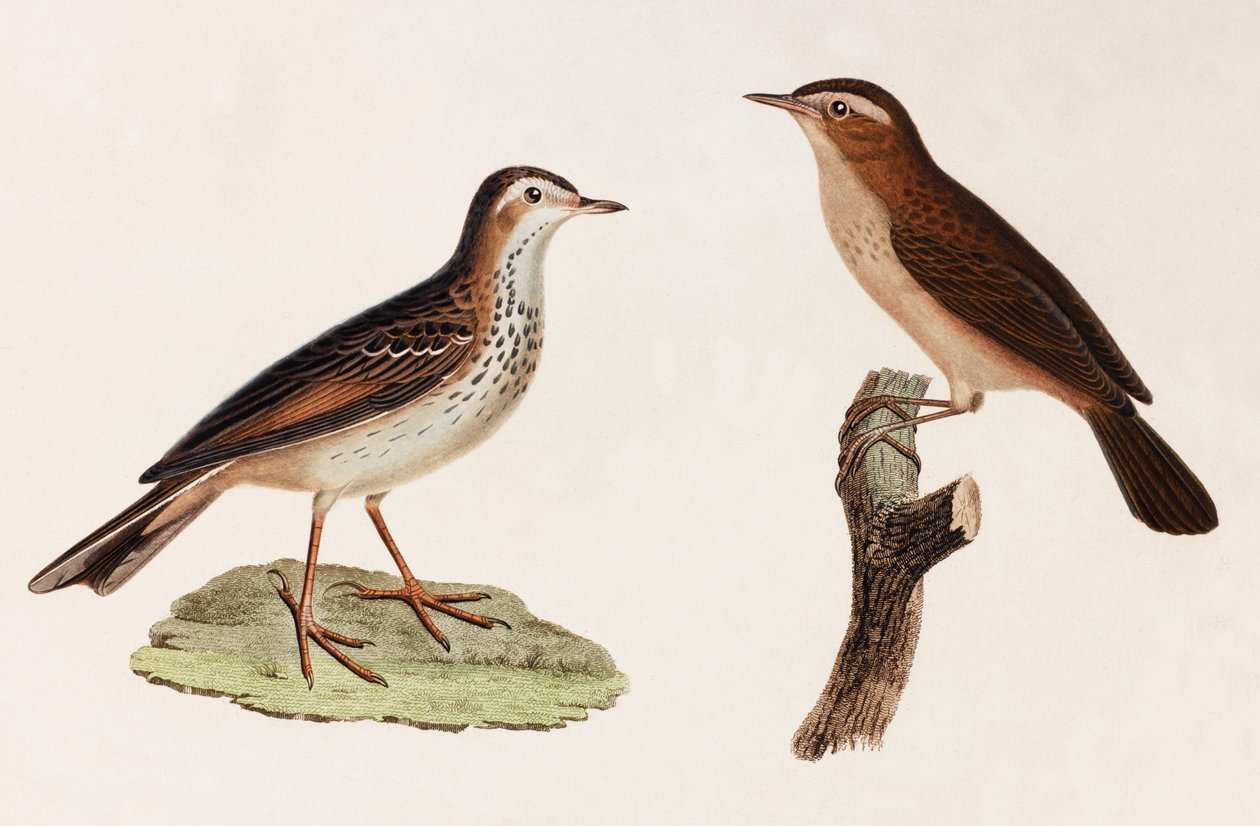 Dos ilustraciones en color de pájaros de Unbekannt