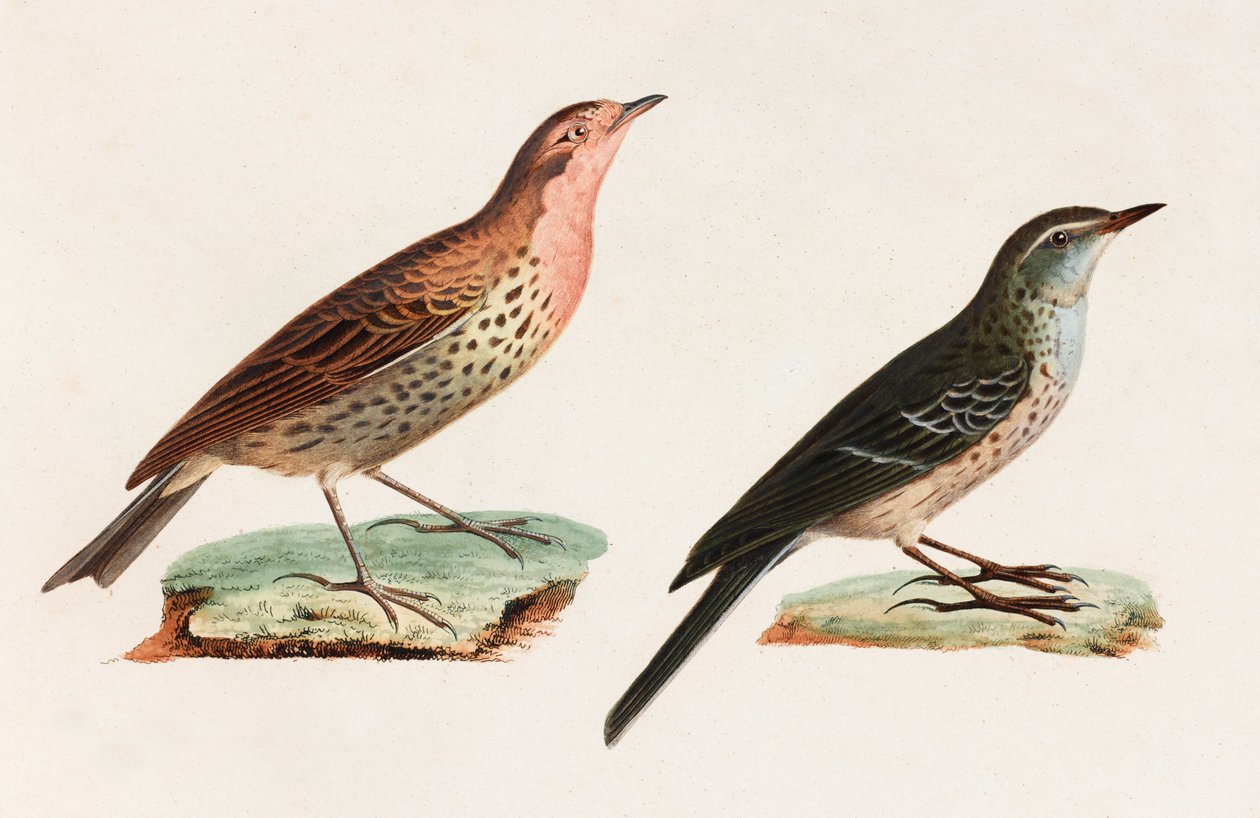 Dos ilustraciones a color de pájaros de Unbekannt