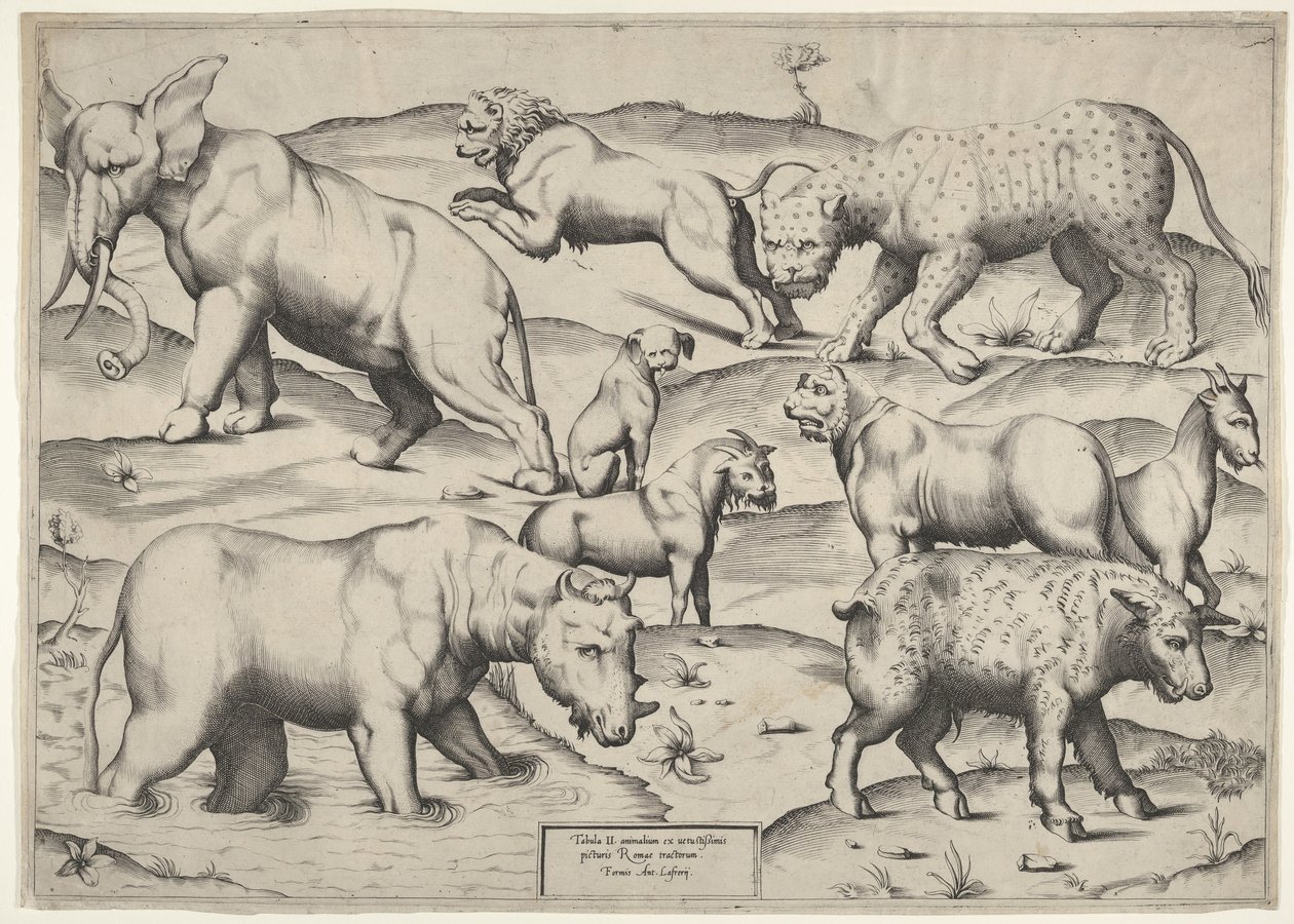 Varios animales de Unbekannt