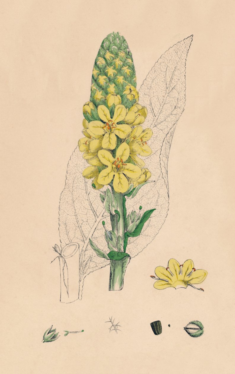 Verbascum Thapsus. Gran Gordolobo, siglo XIX de Unbekannt