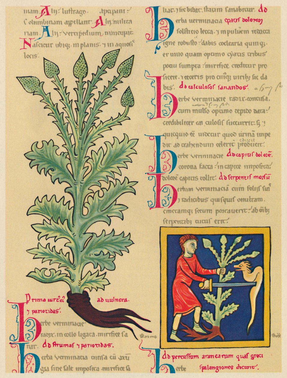 Verbena o Vervena, 1947 de Unbekannt