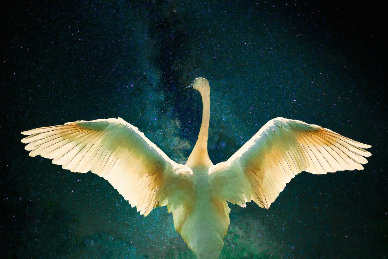 Cygnus, 2017 de Unbekannt Unbekannt