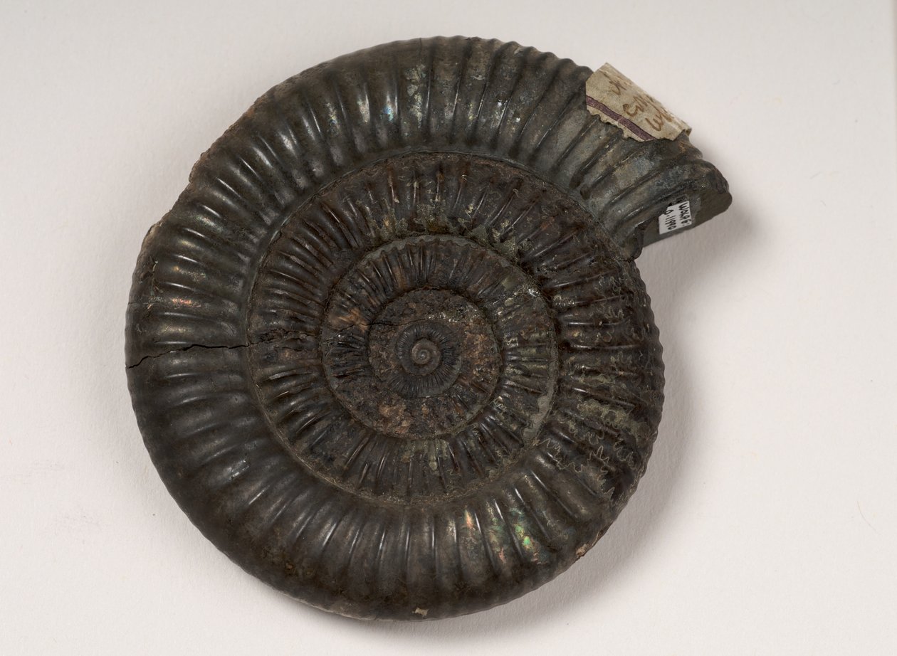 Fósil de amonita identificado como Dactylioceras sp., aproximadamente 190 millones de años de Unbekannt Unbekannt