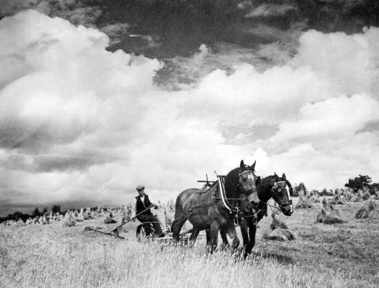 Cosecha de hierba de centeno irlandesa, 1940 de Unbekannt Unbekannt