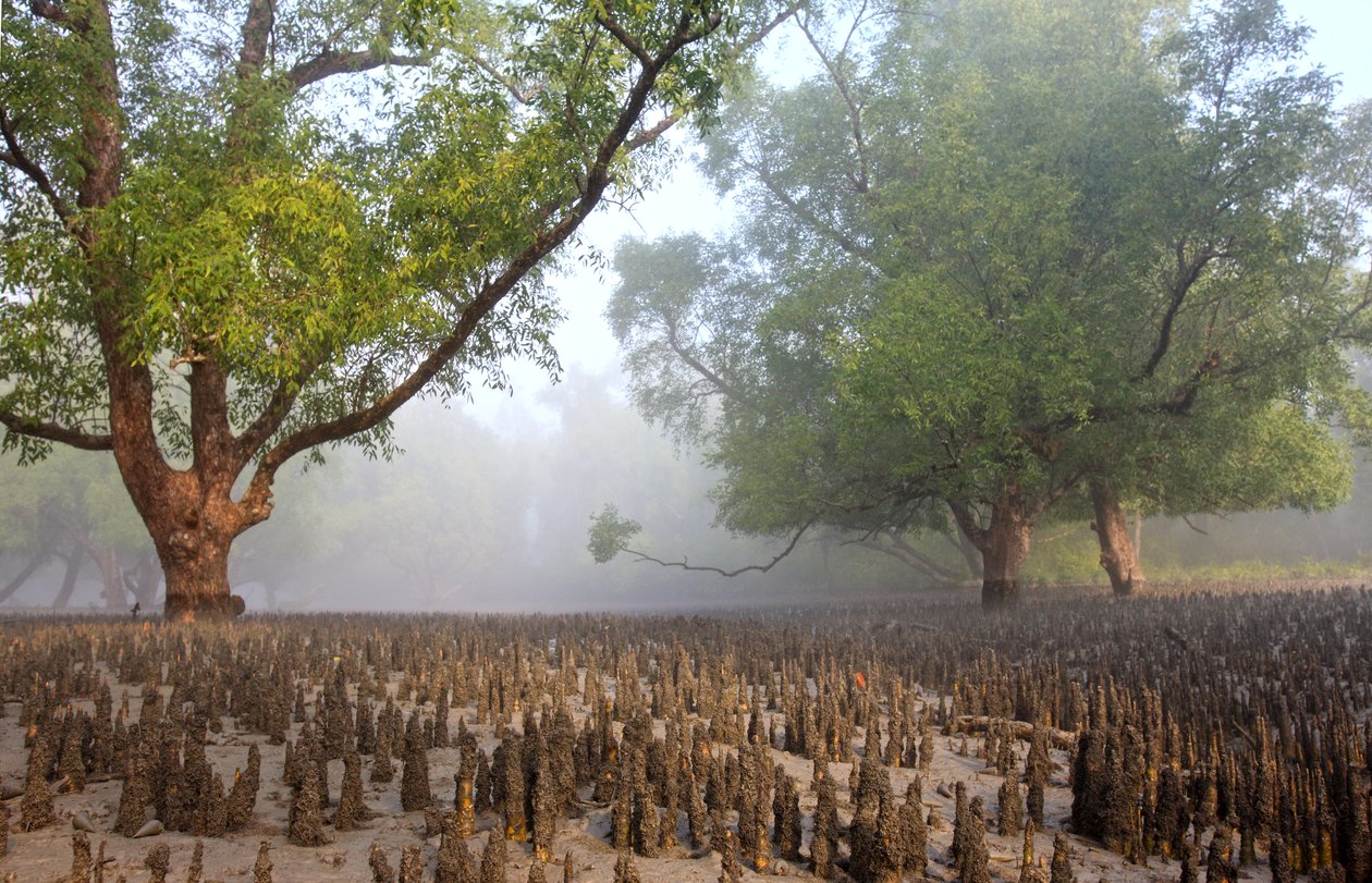 Sundarban de Unbekannt Unbekannt