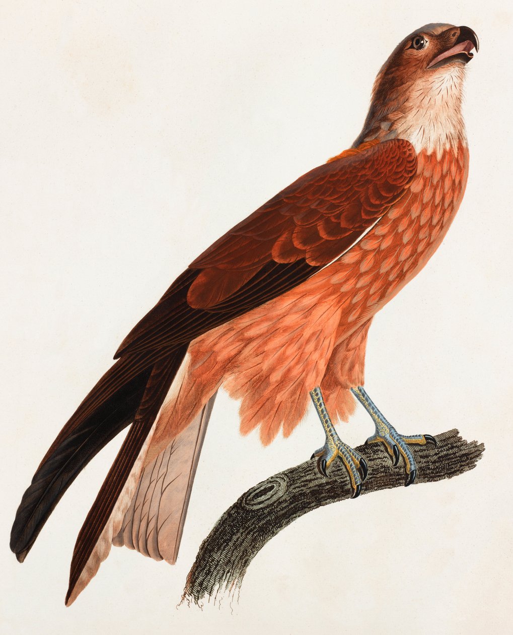 Ilustración en color de un pájaro marrón de Unbekannt