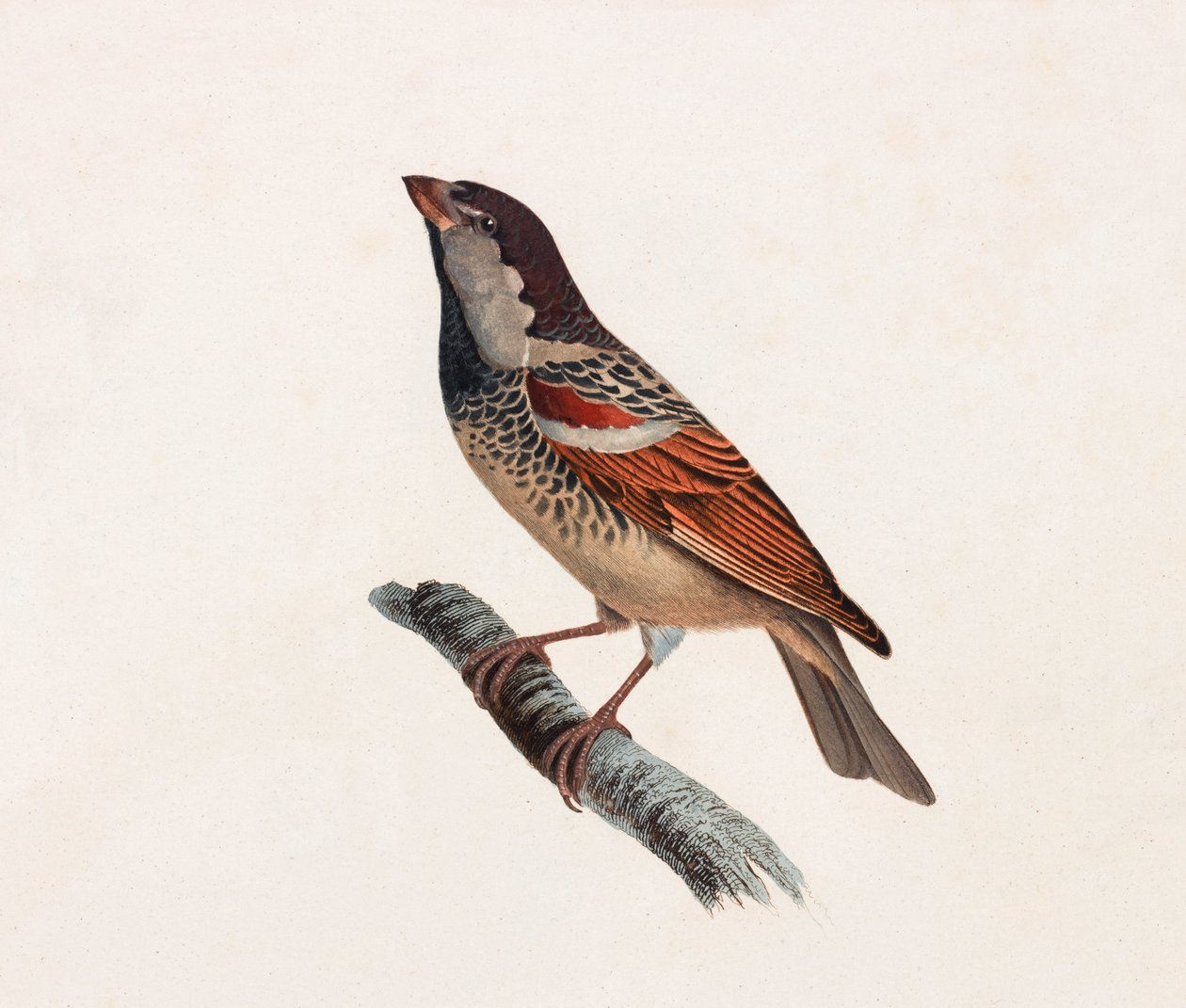 Ilustración en color de un pájaro de Unbekannt