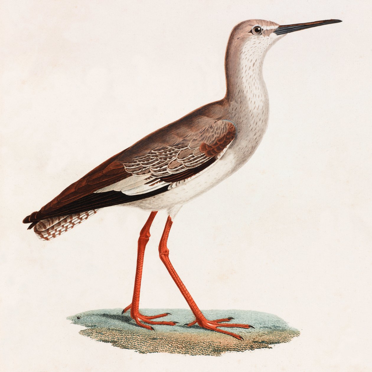 Ilustración en color de un pájaro de Unbekannt