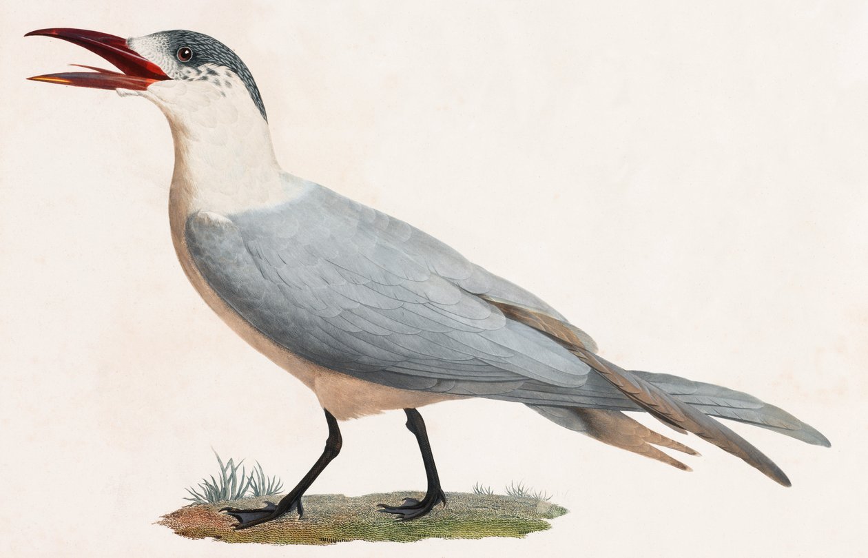 Ilustración en color de un pájaro de Unbekannt