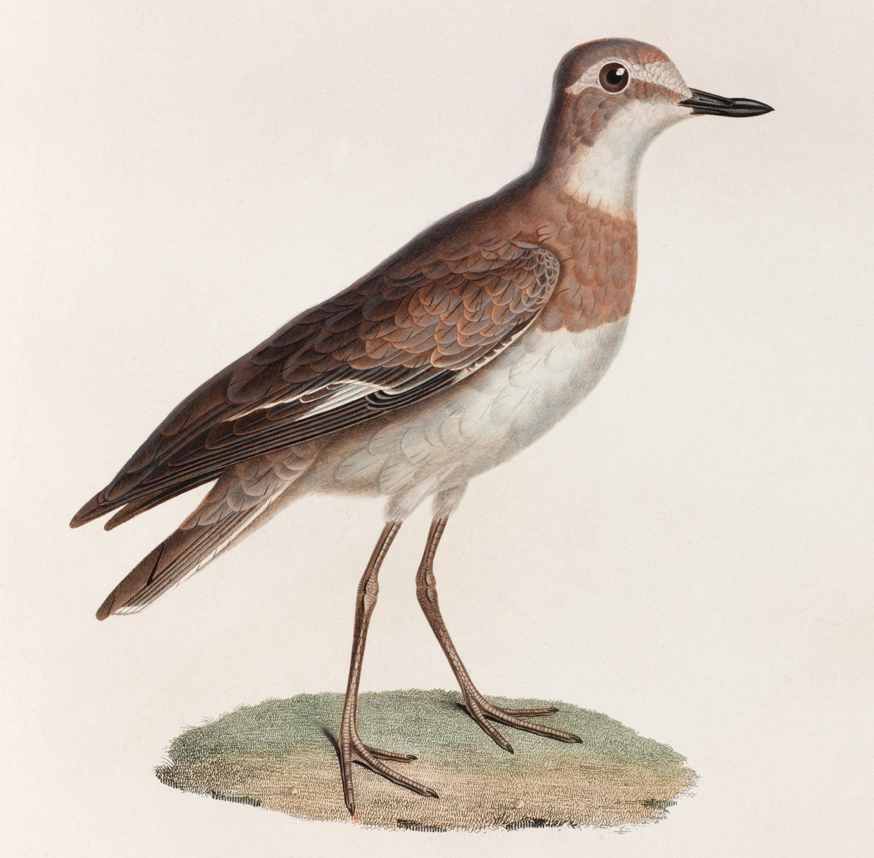 Ilustración en color de un pájaro de Unbekannt