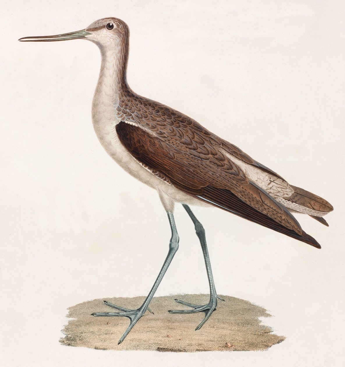 Ilustración en color de un pájaro de Unbekannt