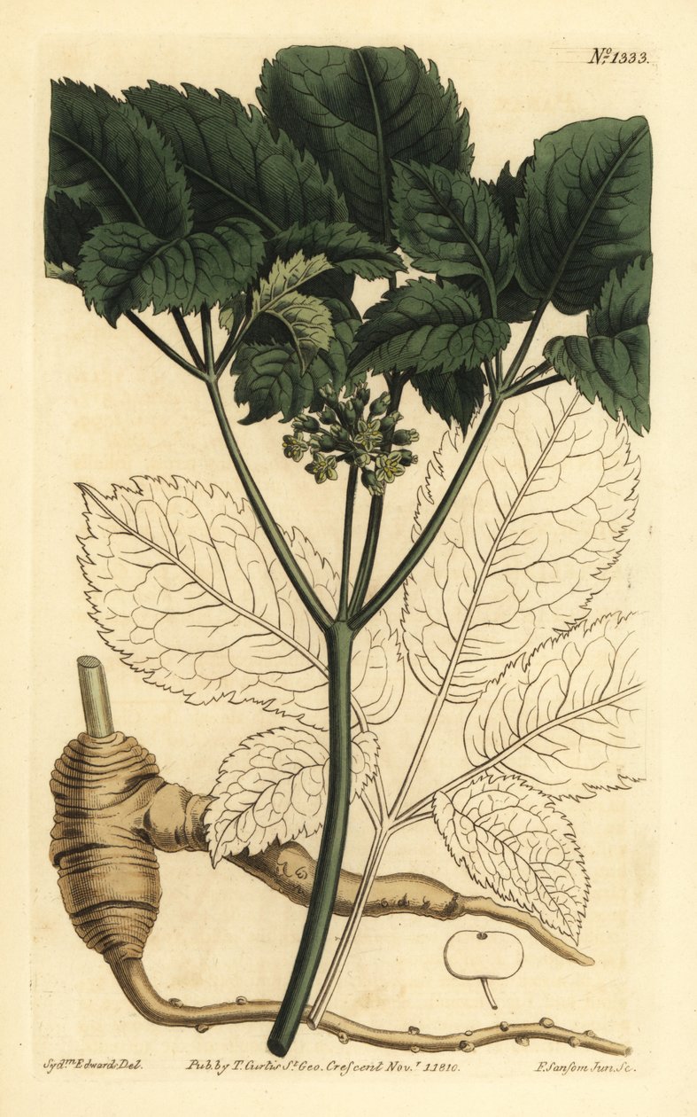 Ginseng americano, Panax quinquefolius de Unbekannt
