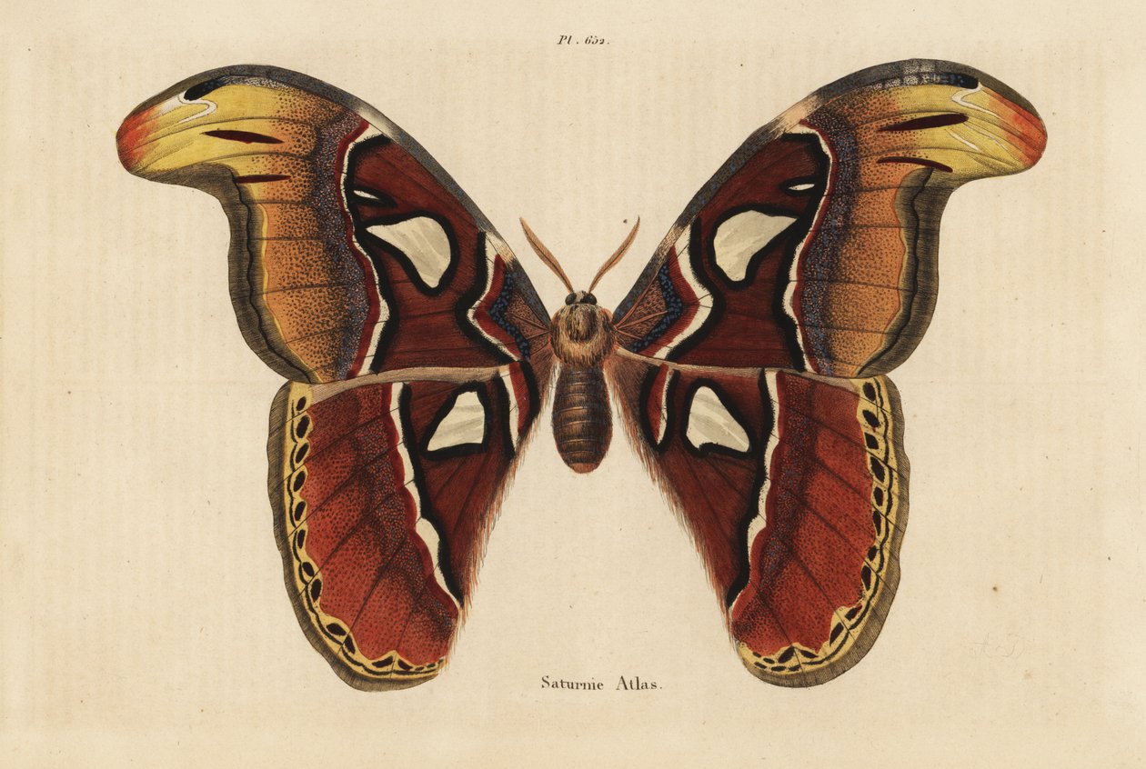 Polilla atlas, Attacus atlas de Unbekannt