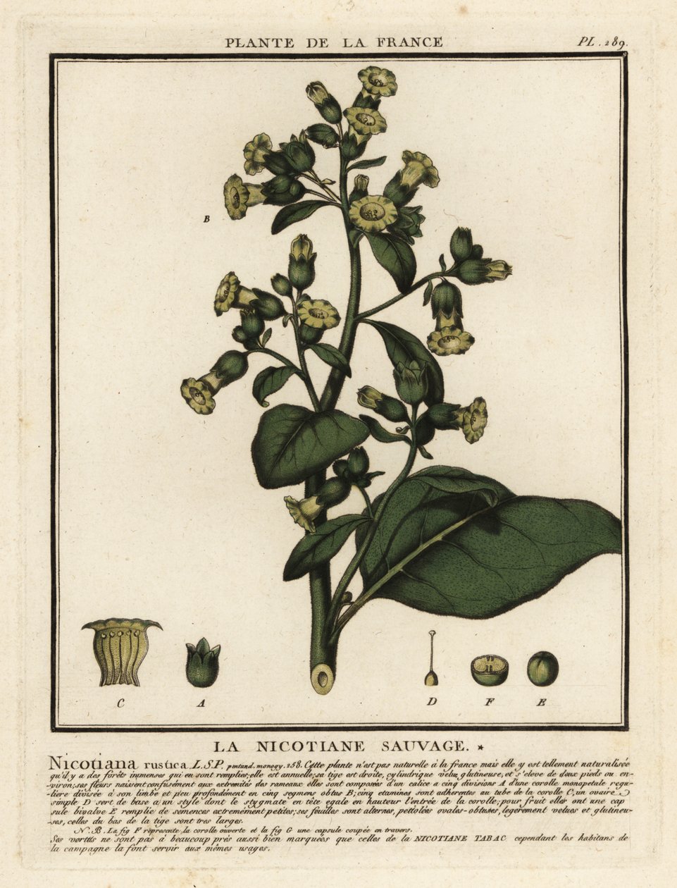 Tabaco azteca, Nicotiana rustica. de Unbekannter Künstler