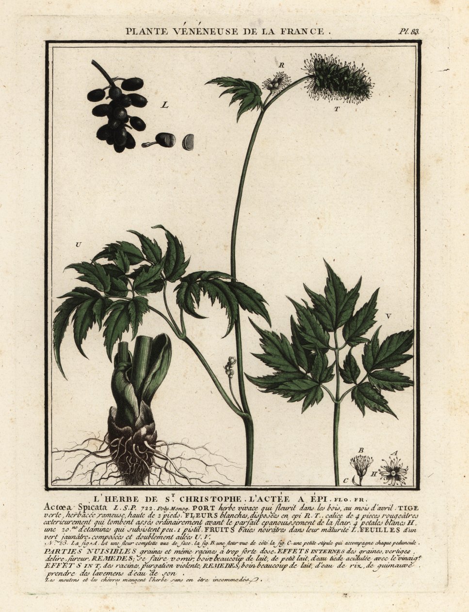 Baneberry, Actaea spicata. de Unbekannter Künstler