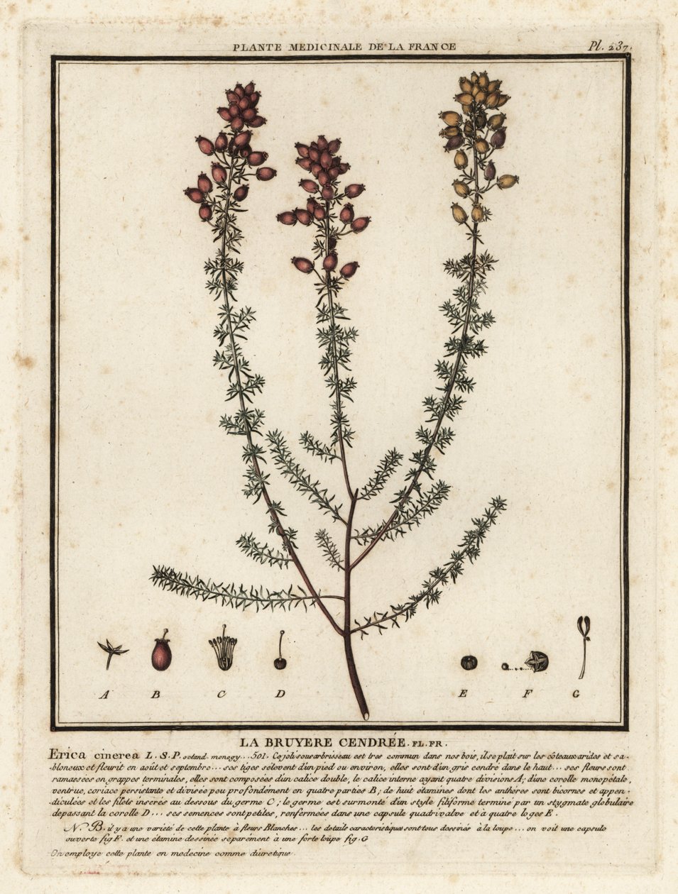 Brezo de campana, Erica cinerea. de Unbekannter Künstler