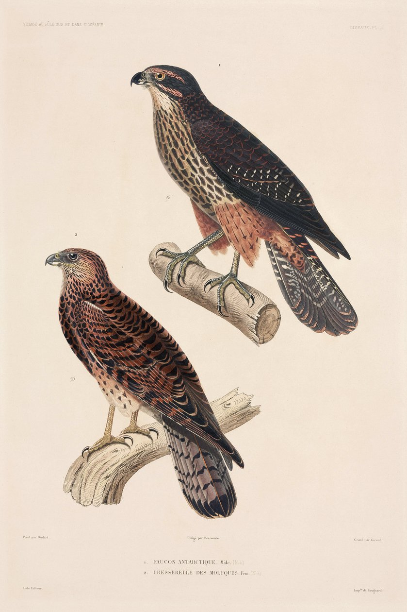 Aves de rapiña de Unbekannter Künstler