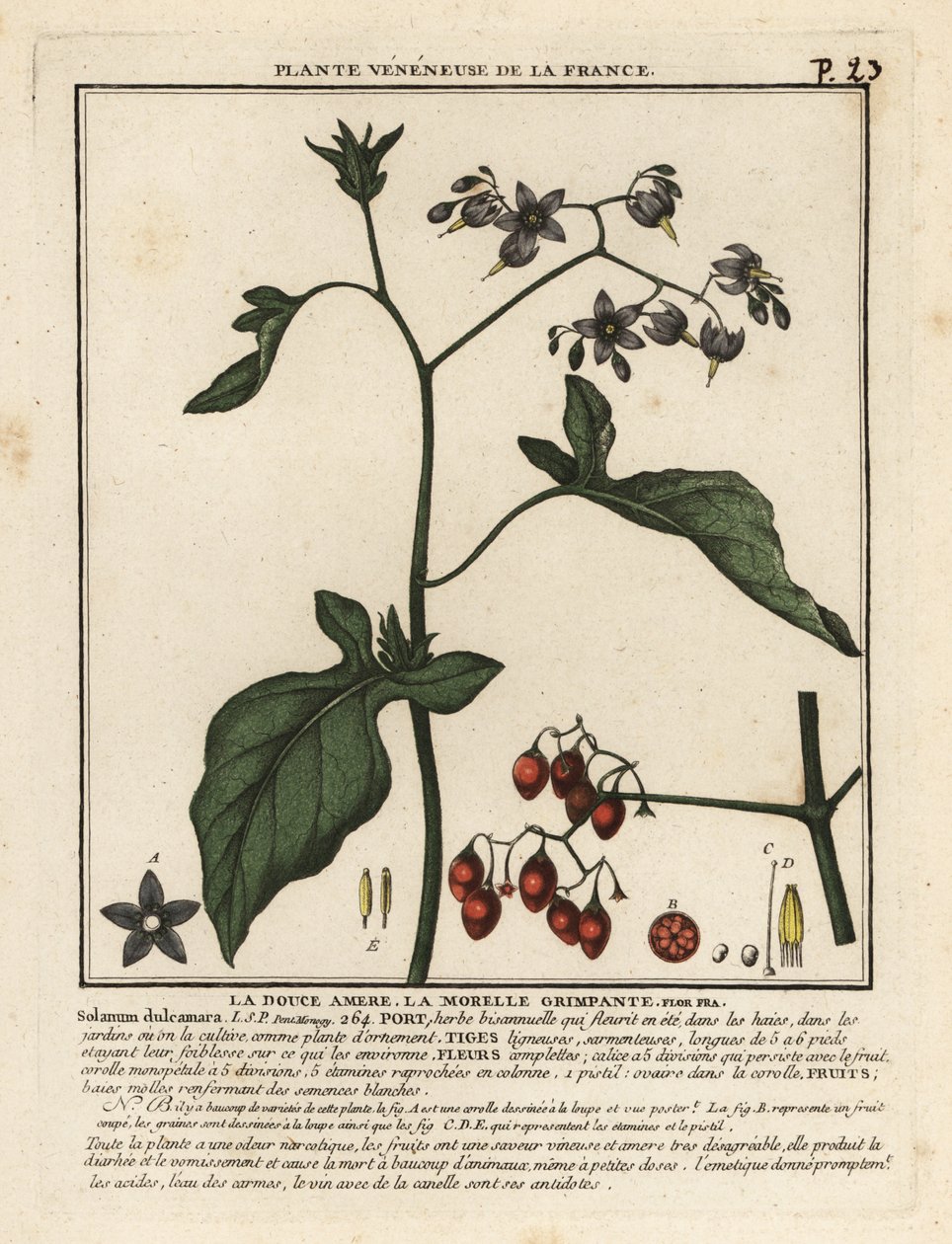 Solanum dulcamara, la belladona. de Unbekannter Künstler