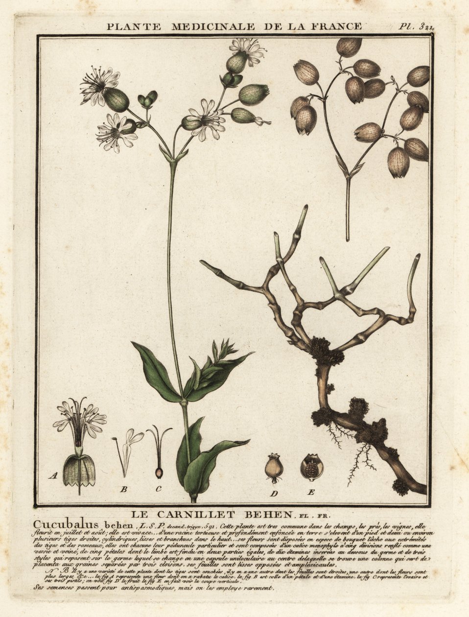Campión de vejiga, Silene vulgaris. de Unbekannter Künstler