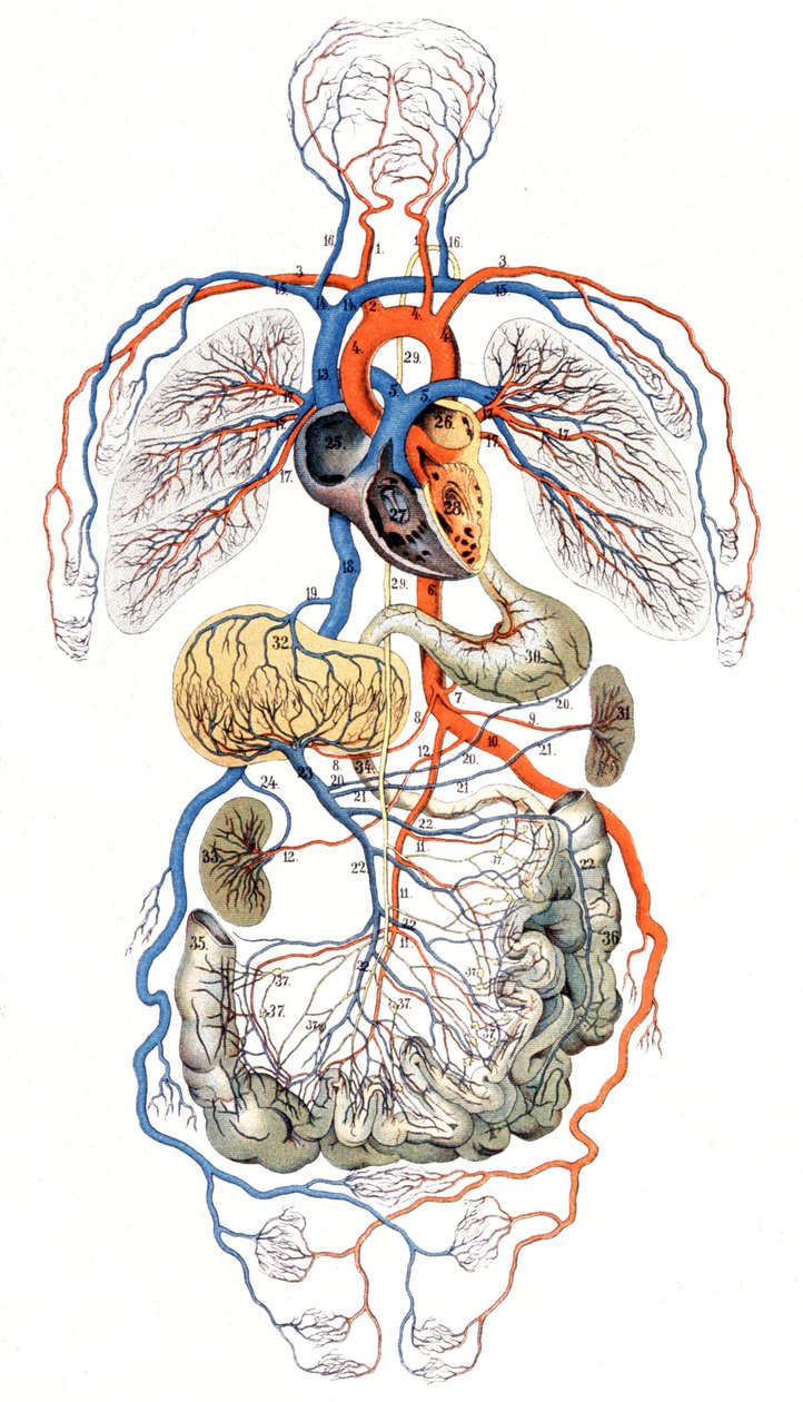 Circulación sanguínea, c. 1880 (impresión) de Unbekannter Künstler