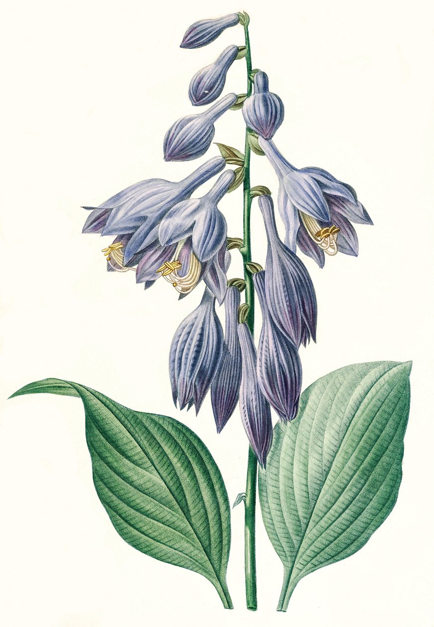 Ilustración botánica/Redouté/Hosta ventricosa de Unbekannt