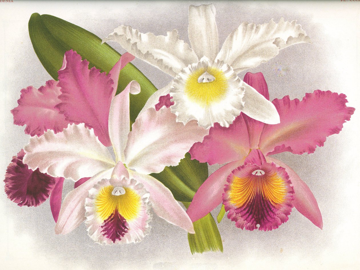 Lámina botánica/Cattleya labiata/Lindenia de Unbekannt