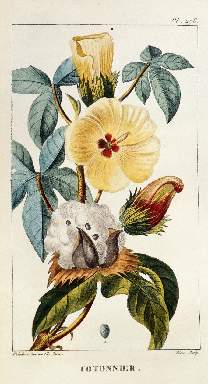 Lámina botánica de Gossypium sp, algodón de Unbekannt