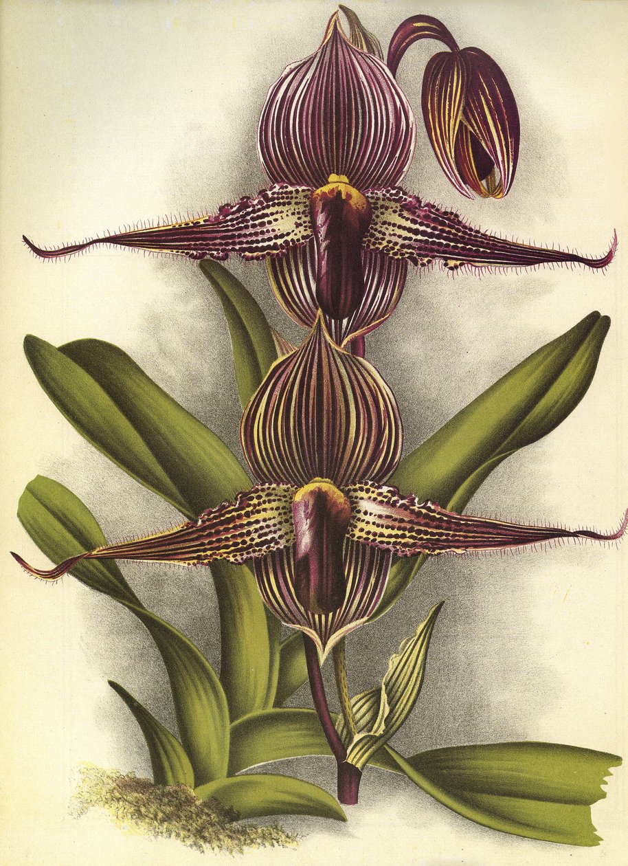 Lámina botánica/Paphiopedilum rothschildianum/Lindenia de Unbekannt