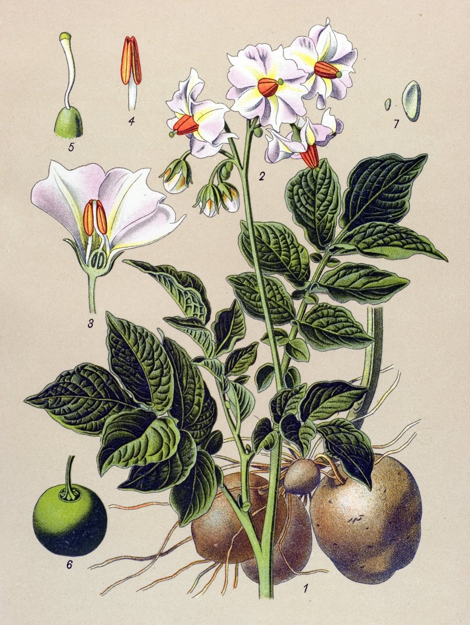 Tablero botánico, planta de la patata, patata (Solanum tuberosum) de Unbekannter Künstler