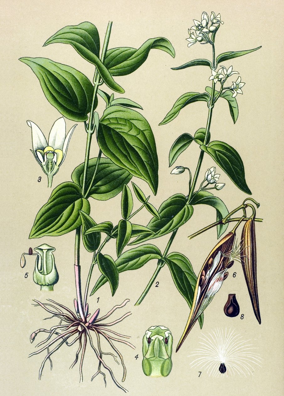 Tabla botánica: Veneno oficinal manso (Vincetoxicum hirundinaria) de Unbekannter Künstler
