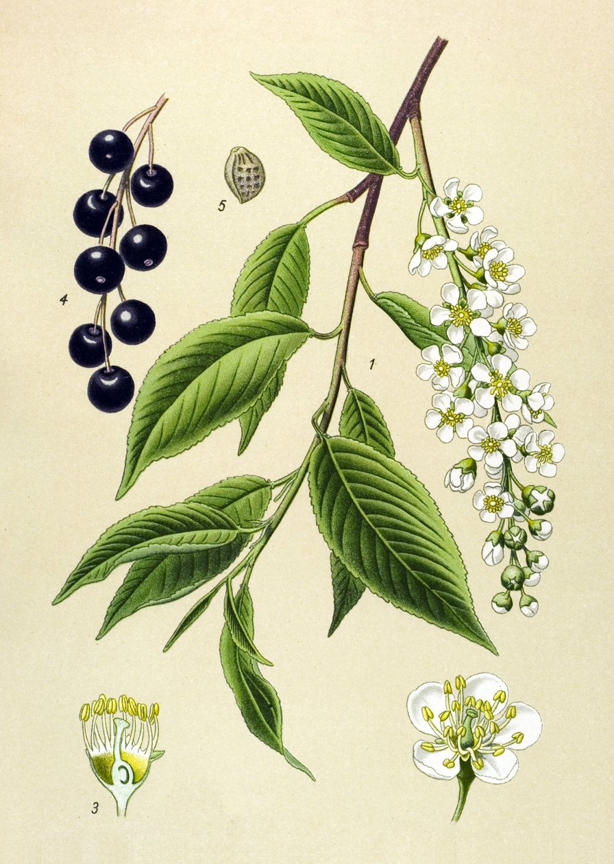 Tabla botánica, planta: Cerezo (Prunus padus) de Unbekannter Künstler