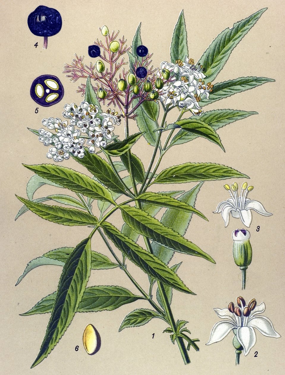 Tabla botánica, planta: Saúco de Hieble (Sambucus ebulus) de Unbekannter Künstler