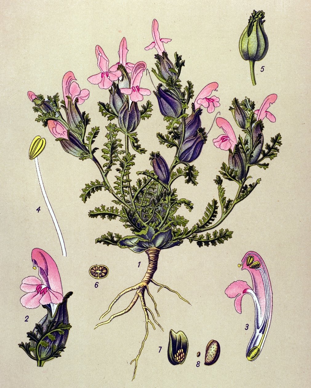 Tabla botánica, planta: Pedicularis sylvatica de Unbekannter Künstler
