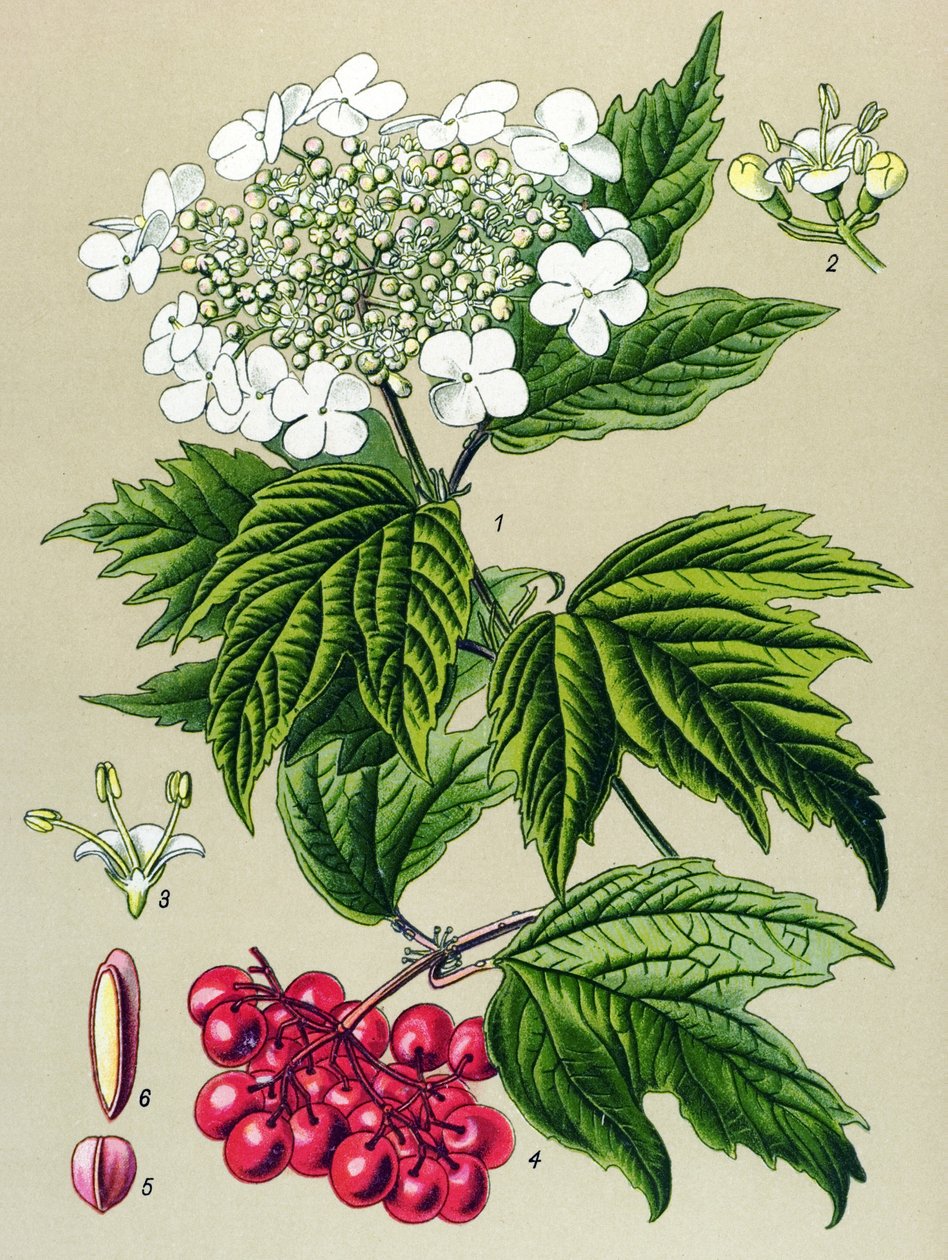 Tabla botánica, planta: Viburnum owl (Viburnum opulus) de Unbekannter Künstler